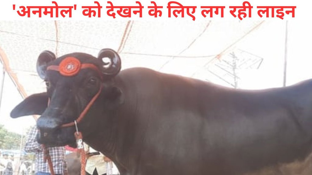 buffalo 23 crores, buffalo news, buffalo price