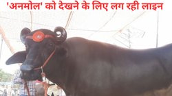 23 करोड़ का भैंसा, रोज खाता है 1500 का काजू-बादाम, आराम करने के लिए AC, मालिक की लगी लॉटरी, देखने को उमड़ी भीड़