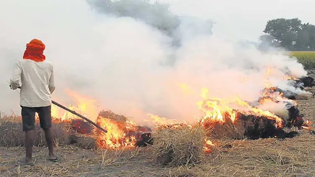 burning stubble