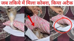 सोफा से आ रही थी ‘हिस्स-हिस्स’ की आवाज, तकिया हटाते ही दिखा कोबरा तो निकली चीख, बढ़ जाएंगी धड़कनें, देखें Viral Video