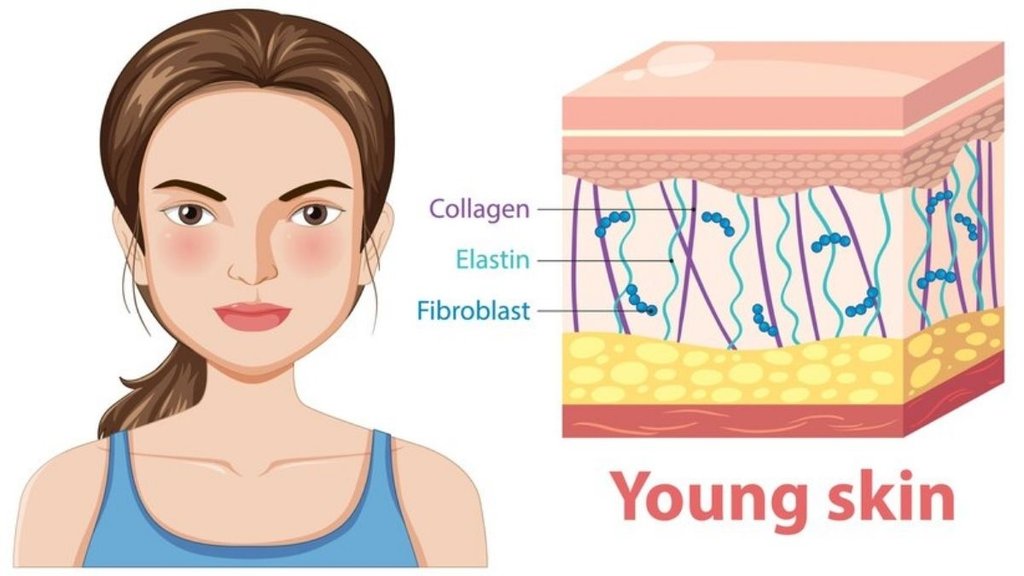 collagen foods, how to increase collagen naturally in body, कोलेजन क्या है, कोलेजन क्यों जरूरी है, कोलेजन के लिए क्या खाएं,vegetarian sources of collagen-boosting nutrients,Importance of collagen,