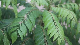 Curry Plant । How to grow Curry plant Fast । Plant Tips