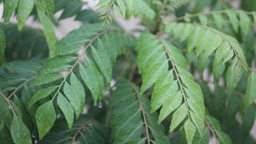 Curry Plant । How to grow Curry plant Fast । Plant Tips