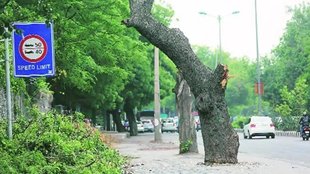 delhi greenery, delhi, greenery