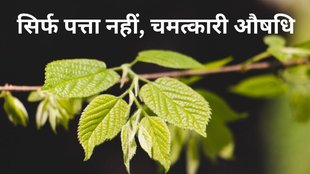 health tips: बेलपत्र के पत्ते के फायदे