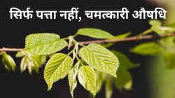 ये हरा पत्ता है चमत्कारी औषधि… ब्लड प्रेशर, हार्ट की समस्या और कोलेस्ट्रॉल समेत ये सब करता है कंट्रोल, जानें फायदे