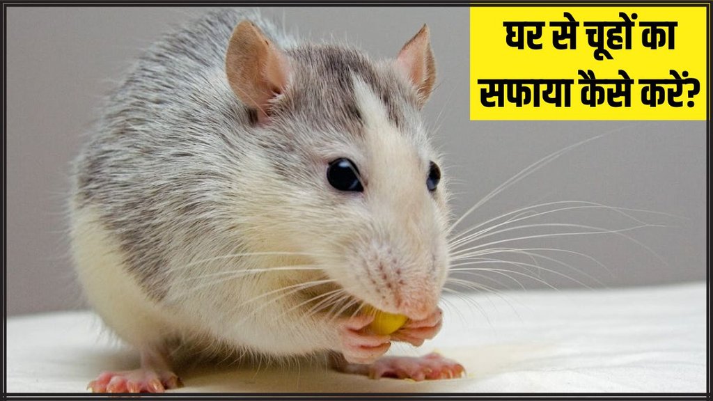 How To Get Rid Of Rats । fastest way to get rid of rats । how to Remove Rats From Home