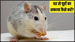 घर में बढ़ गया है चूहों का आतंक? बिना मारे इस तरह पाएं छुटकारा, एक भी नहीं आएगा नजर