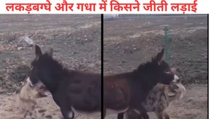hyena donkey fight video (1)