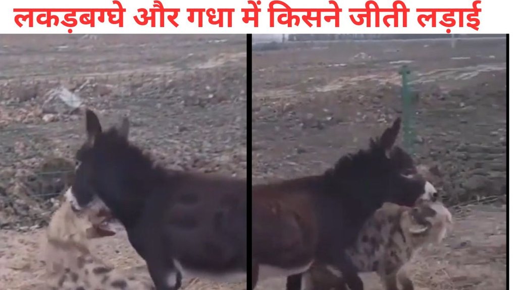 hyena donkey fight video (1)