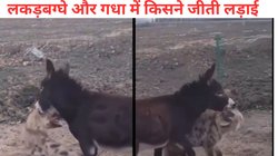 लकड़बग्घे ने किया हमला तो एक्शन में आए गधे ने चखाया मजा, मुंह में दबोचकर सिखाया सबक, देखें लड़ाई का Viral Video