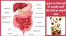 ज्यादा अनाज का सेवन करने से बढ़ सकती है गैस और एसिडिटी, इन 4 फ्रूट्स को रोज़ खाएं पाचन हो जाएगा दुरुस्त, आंतों की गंदगी निकल जाएगी बाहर