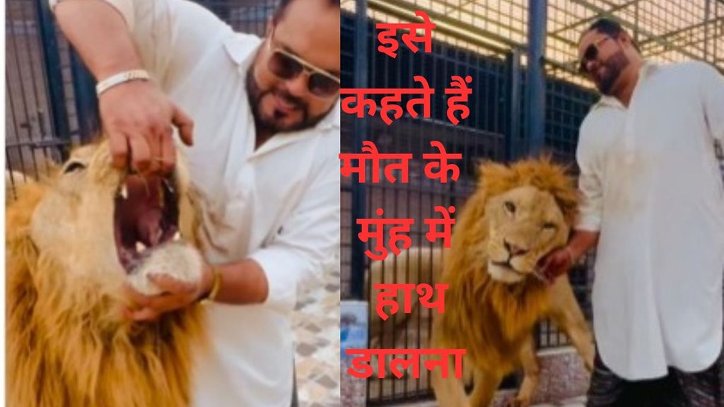 lion viral video, sher aur insan ka video, pakistani influencer opem lion mouth