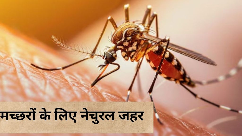 mosquito killer । mosquito killer spray । mosquito killer liquid