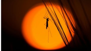 mosquitoes