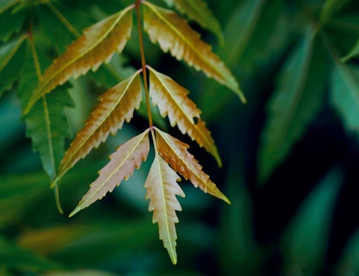 How to eat Neem Leaves