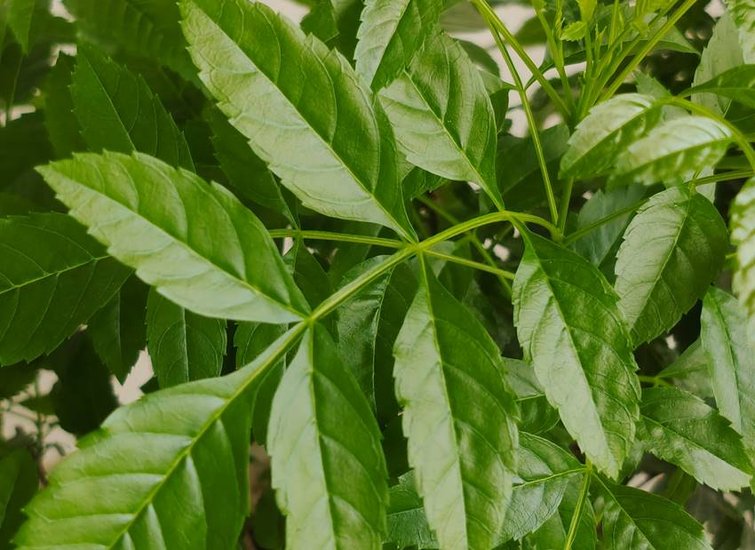 10 Miraculous Benefits of Eating Neem Leaves