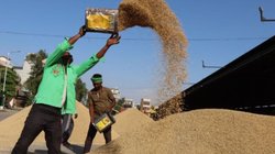 यूपी के इन जिलों में शुरू हुई धान की सरकारी खरीद, किसान इन बातों का रखें खास ख्याल