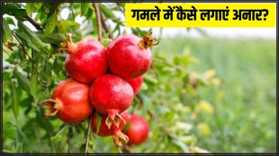 pomegranate plant । How to grow pomegranate plant
