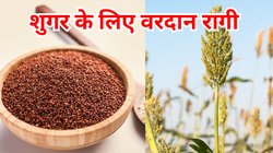 Ragi Benefits: शुगर के मरीजों के लिए वरदान है रागी, रोज खाने से दूर होंगी ये सारी परेशानियां, जानें फायदे