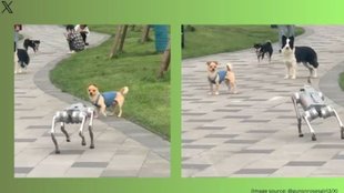 robot dogs videos, robot dogs