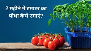 Tomato । Tomato seedlings । How to grow tomato plant