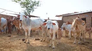 Cow, Cancer, Uttar Pradesh, BJP,