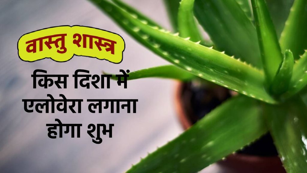 vastu tips, vastu tips for plant, aloe vera plant vastu direction, best direction for aloe vera, is disha me n klgaye aloe vera, where to grow aloe vera plant, Where is the best place to plant aloe vera, kya ghar mai aloe vera lga skte hain,