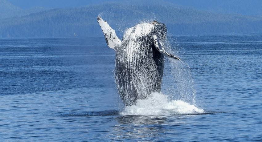 whale vomit price