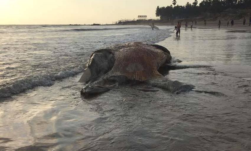 ambergris price in international market