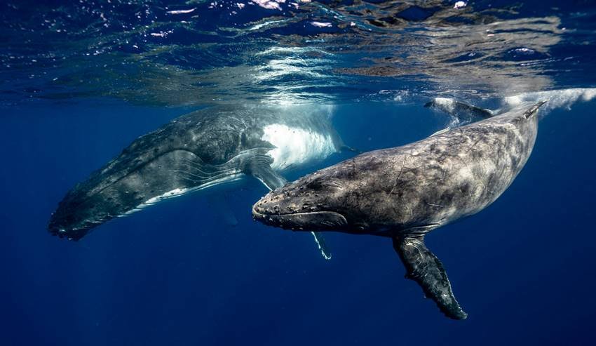 Why is whale vomit sold for crores of rupees?