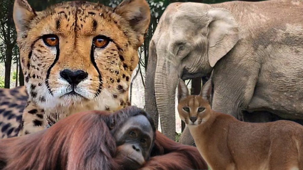 wildlife, wildlife crisis