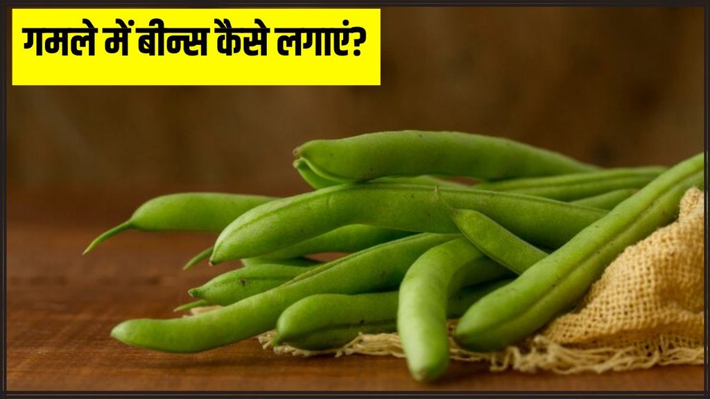 how to grow beans plant । How long does a bean take to grow । how to grow beans
