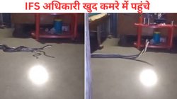 बेडरूम में इस हाल में मिले नाग-नागिन, घरवालों ने देखा तो रह गए दंग, फिर जो हुआ… देखें Viral Video