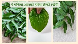 इन 4 पत्तों को खाली पेट चबा लीजिए बॉडी के अंग-अंग को मिलेगा फायदा, आयुर्वेद में बताया गया है इन्हें अमृत, जानिए कैसे
