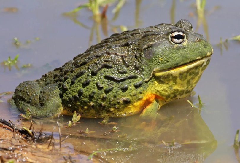 African Bullfrogs
