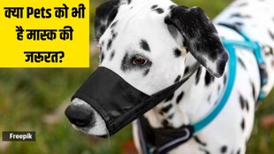 Air pollution । Pet care in Air pollution । Air pollution tips for pets