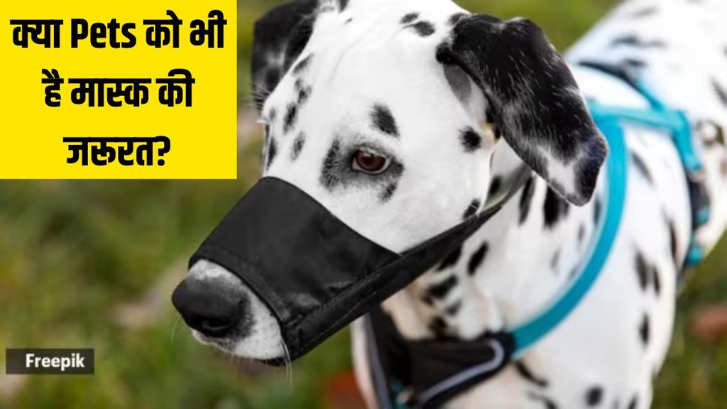 Air pollution । Pet care in Air pollution । Air pollution tips for pets