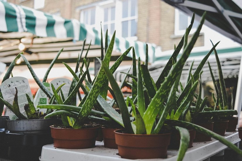 Aloe vera gel for dry and cracked heels