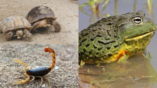 Animals that survive without water