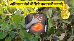 सेहत लिए अमृत है ये पौधा, जहां भी दिखे तुरंत काट लें इसके पत्ते, पेट दर्द और सांसों की दुर्गंध से भी मिलेगा छुटकारा