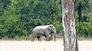 Elephant news