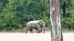 जंगल में झील के कीचड़ में फंसा था हाथी, बचाने पहुंचे डॉक्टर तो हाथियों के झुंड ने घेरा, फिर जो हुआ यकीन करना मुश्किल है
