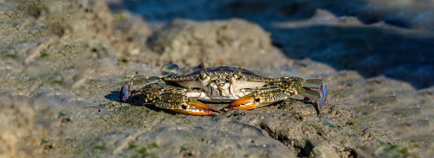Best marine parks in India