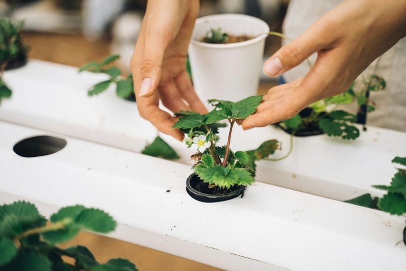 Best soil mix for strawberries