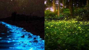 Bioluminescence in India