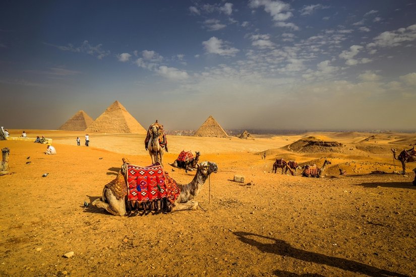 Camels