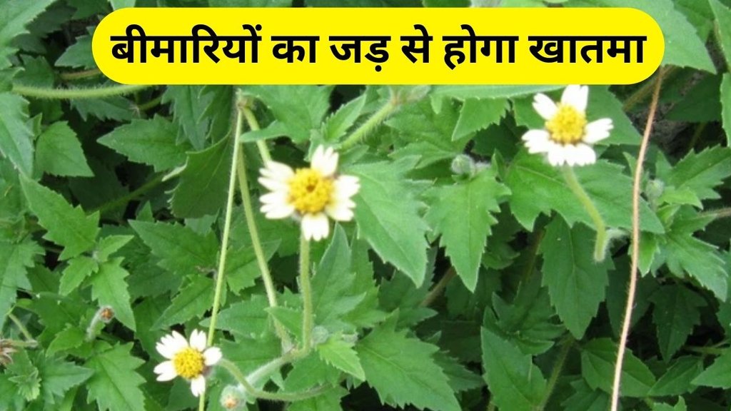 Chamanti Ghas Ke Fayde: चमंती घास के स्वास्थ्य लाभ