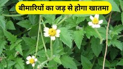 सेहत के लिए संजीवनी बुटी है ये हरी घास, पाचन तंत्र समेत कई बीमारियों के लिए है रामबाण, बस इस तरह करना होगा इस्तेमाल