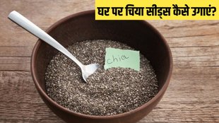 Chia Seeds । How to Grow chia seeds । How to grow chia seeds in Pot
